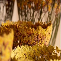 <a href="https://www.galeriegosserez.com/artistes/clegg-shannon.html">Shannon Clegg</a> - "Flora" - Large Orange Gold Sculpture